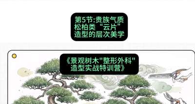 第05节：贵族气质&mdash;&mdash;松柏类&ldquo;云片&rdquo;造型的层次美学，课程：《景观树木&ldquo;整形外科&rdquo;造型实战特训营》#识农AI