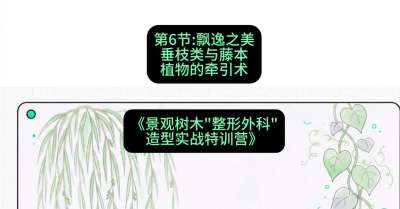 第06节：飘逸之美&mdash;&mdash;垂枝类与藤本植物的牵引术，课程：《景观树木&ldquo;整形外科&rdquo;造型实战特训营》#识农AI