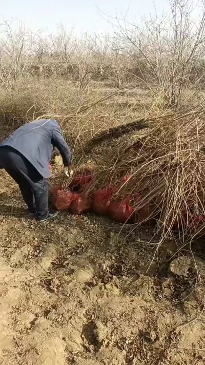 出售药用连翘苗，科研五号优质种苗，2/5年苗，药用连翘树，挂果树，全国包邮到家！财富密码18534302961出售药用连翘苗，科研五号优质种苗，2/5年苗，药用连翘树，挂果树，全国包邮到家！财富密码1
