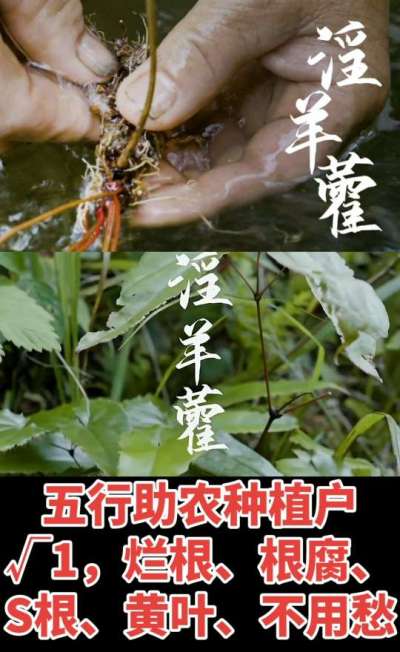 177，1907，0725，V 同号
1  老乡们！种淫羊藿不用乱买肥，咱这款专用肥，针对淫羊藿习性配的，壮苗防烂根，采收多卖钱，用过都回头！
2  咱种淫羊藿图的就是省心高产！专用肥薄肥勤施，苗不烧