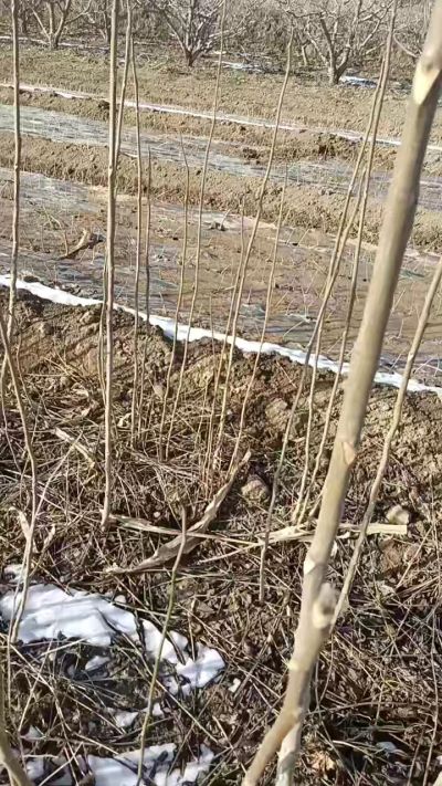 臭椿苗，一年苗，需要联系我，全国包邮到家。18534302961