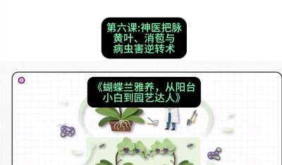 第六节：神医把脉：黄叶、消苞与病虫害逆转术，课程：《蝴蝶兰雅养六讲：从阳台小白到园艺达人》#识农AI