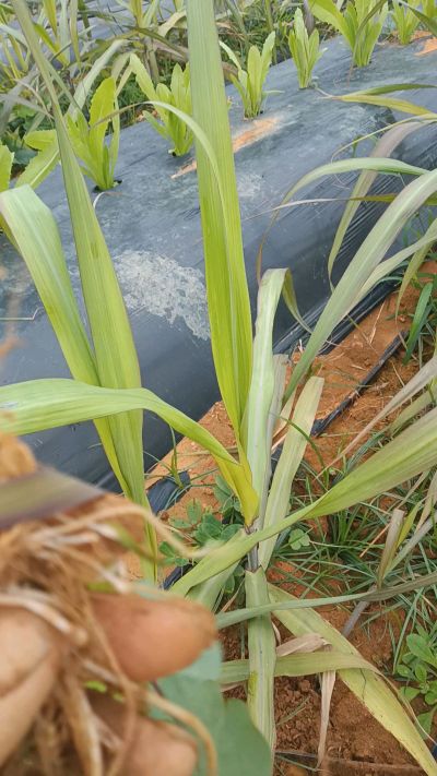 黑甘蔗种植下去，三个月。第一次追肥，