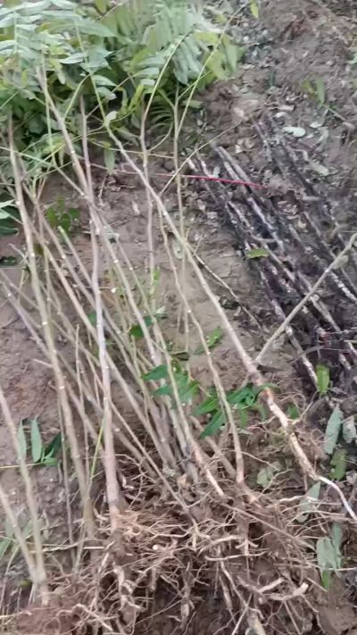 出售臭椿苗，巨峰葡萄苗。药用连翘苗，科研五号优质种苗，2/5年苗，药用连翘树，挂果树，全国包邮到家！财富密码18534302961