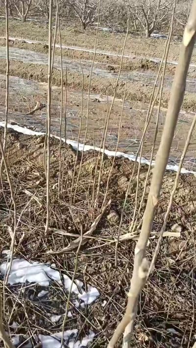 出售臭椿苗，巨峰葡萄苗。药用连翘苗，科研五号优质种苗，2/5年苗，药用连翘树，挂果树，全国包邮到家！财富密码18534302961