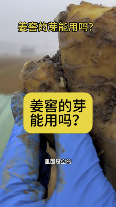 姜窖的芽能用吗？