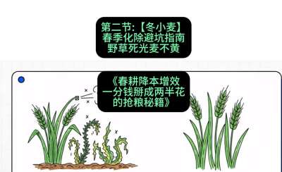 第二节：【冬小麦】春季化除避坑指南，野草死光麦不黄