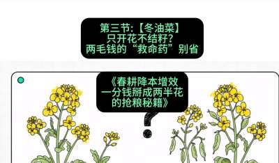 第三节：【冬油菜】只开花不结籽？两毛钱的&ldquo;救命药&rdquo;别省