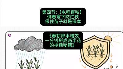 第四节：【水稻育秧】倒春寒下防烂秧，保住苗子就是保本