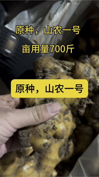 原种，山农一号
