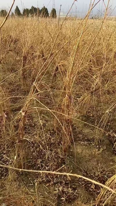 出售药用连翘苗，科研五号优质种苗，2/5年苗，药用连翘树，挂果树，全国包邮到家！财富密码18534302961出售药用连翘苗，科研五号优质种苗，2/5年苗，药用连翘树，挂果树，全国包邮到家！财富密码1