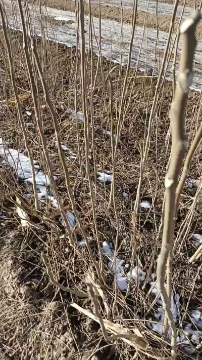 出售臭椿苗，巨峰葡萄苗。药用连翘苗，科研五号优质种苗，2/5年苗，药用连翘树，挂果树，全国包邮到家！财富密码18534302961