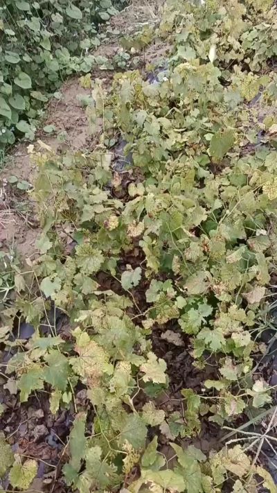 出售巨峰葡萄苗。药用连翘苗，科研五号优质种苗，2/5年苗，药用连翘树，挂果树，全国包邮到家！财富密码18534302961