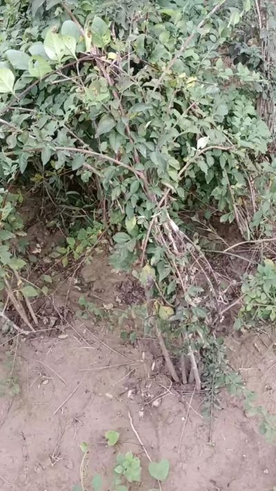 出售药用连翘苗，科研五号优质种苗，2/5年苗，药用连翘树，挂果树，全国包邮到家！财富密码18534302961