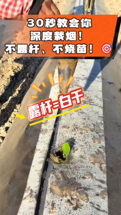 这个栽法太关键了！深栽是烤烟成活的根本，亲测有效！