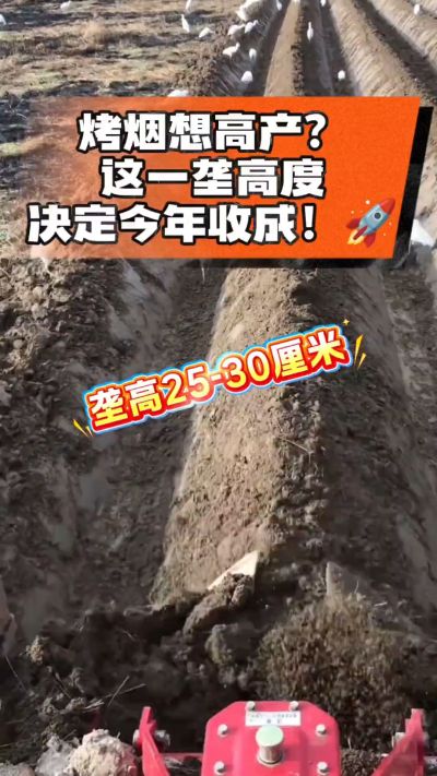 想让烤烟高产，就得从细节抓起。分享一点实打实的干货，只为帮大家少走弯路，种出好烟叶！🌱👍