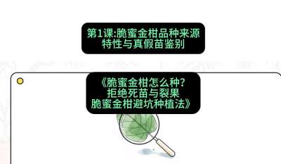 第1节：脆蜜金柑品种来源、特性与真假苗鉴别，课程：《脆蜜金柑怎么种？拒绝死苗与裂果，脆蜜金柑8步避坑种植法》#识农AI