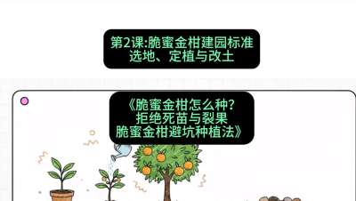 第2节：脆蜜金柑建园标准：选地、定植与改土，课程：《脆蜜金柑怎么种？拒绝死苗与裂果，脆蜜金柑8步避坑种植法》#识农AI