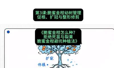 第3节：脆蜜金柑幼树管理：促根、扩冠与整形修剪，课程：《脆蜜金柑怎么种？拒绝死苗与裂果，脆蜜金柑8步避坑种植法》#识农AI