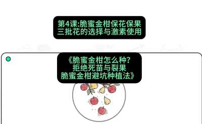 第4节：脆蜜金柑保花保果：三批花的选择与激素使用，课程：《脆蜜金柑怎么种？拒绝死苗与裂果，脆蜜金柑8步避坑种植法》#识农AI