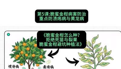 第5节：脆蜜金柑病害防治：重点防溃疡病与黄龙病，课程：《脆蜜金柑怎么种？拒绝死苗与裂果，脆蜜金柑8步避坑种植法》#识农AI