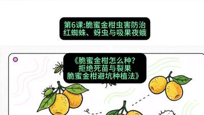 第6节：脆蜜金柑虫害防治：红蜘蛛、蚜虫与吸果夜蛾，课程：《脆蜜金柑怎么种？拒绝死苗与裂果，脆蜜金柑8步避坑种植法》#识农AI