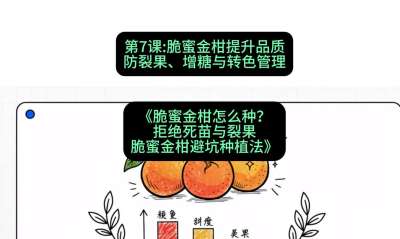 第7节：脆蜜金柑提升品质：防裂果、增糖与转色管理，课程：《脆蜜金柑怎么种？拒绝死苗与裂果，脆蜜金柑8步避坑种植法》#识农AI
