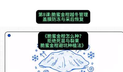 第8节：脆蜜金柑越冬管理：盖膜防冻与采后恢复，课程：《脆蜜金柑怎么种？拒绝死苗与裂果，脆蜜金柑8步避坑种植法》#识农AI
