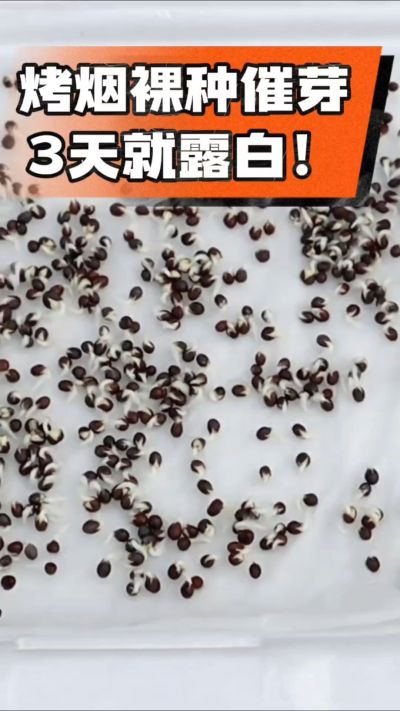 烤烟裸种催芽小技巧，清水浸泡、保温保湿，3天就能露白，出苗快又齐！烟农朋友收藏备用～
