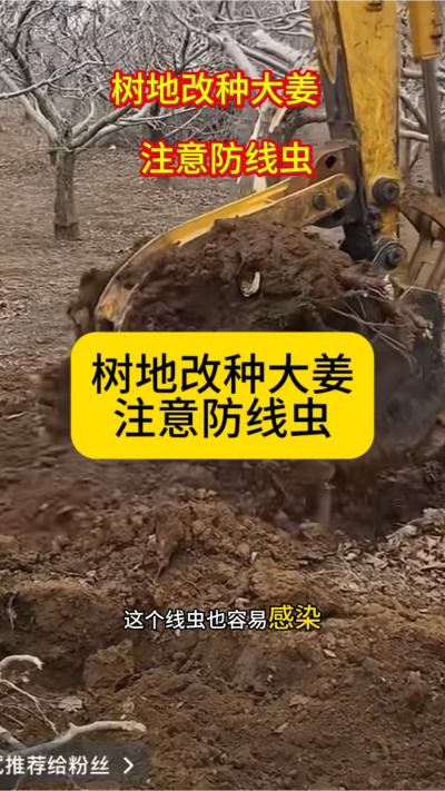 树地改种大姜，注意防线虫！