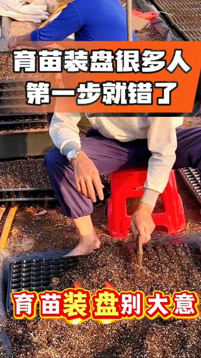烤烟育苗基质装盘，一步做对，出苗整齐又壮苗！装盘技巧记牢，少走弯路，育苗更省心