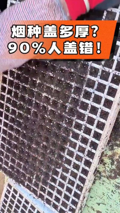 烟种盖多厚？90%烟农都盖错！薄盖才出苗齐、不闷种，烤烟育苗关键一步，照着做就对了
