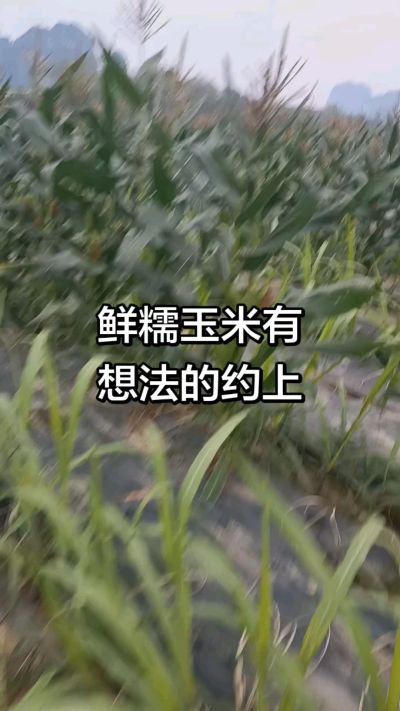 农户种植的白糯玉米大量上市，助农帮农在行动