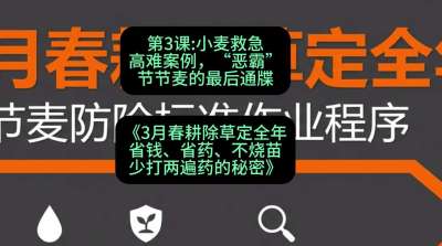 第3节：小麦救急高难案例，&ldquo;恶霸&rdquo;节节麦的最后通牒，课程：《3月春耕除草定全年：省钱、省药、不烧苗、少打两遍药的秘密》
