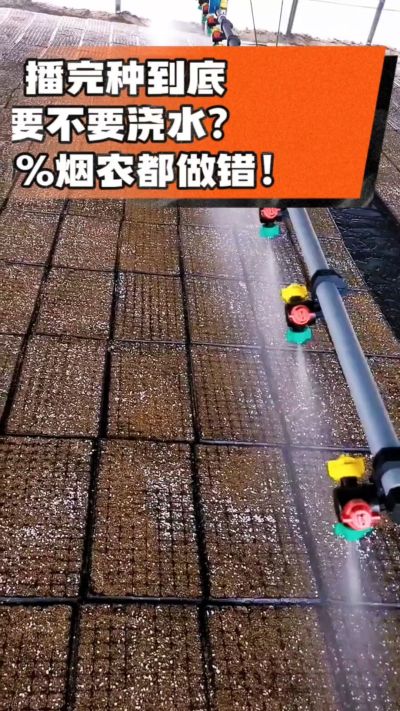 烤烟播完种一定要浇透底水，喷雾慢浇、别大水冲，盘底漏水才算到位，出苗又齐又壮！#烤烟育苗 #烤烟种植 #烟农干货 #育苗技术