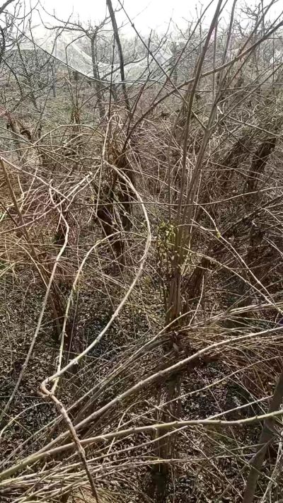 出售药用连翘苗，科研五号优质种苗，2/5年苗，药用连翘树，挂果树，全国包邮到家！财富密码18534302961