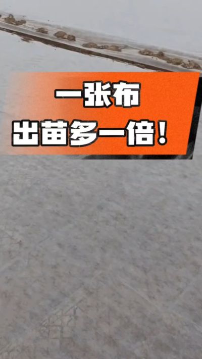 烤烟育苗盖无纺布，保温保湿出苗齐，不烂种、出苗快，烟农必备小技巧！