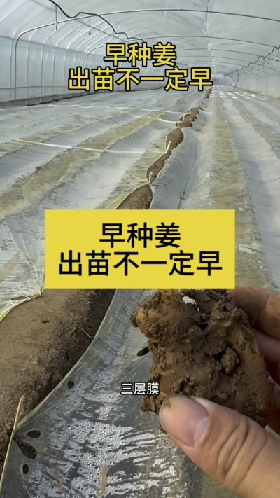 早种姜，出苗不一定早！