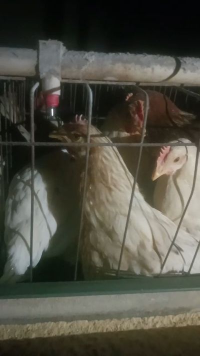 这鸡群在怪叫，怪叫的原因是痰化黏着，形成的比呼噜更重的一种呼吸道。其病因为肺中有热，热灼而痰黏，从而引起的怪叫。