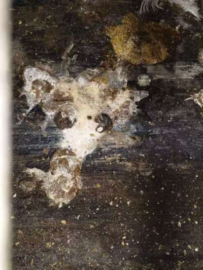 蛋鸡拉白稀的问题