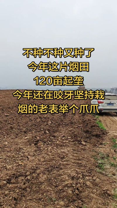 不种不种又种啦，还在咬牙坚持栽烟的老表集合啦！