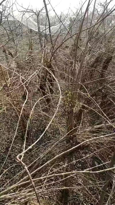 药用连翘苗，科研种苗定制树。挂果树。需要联系18534302961