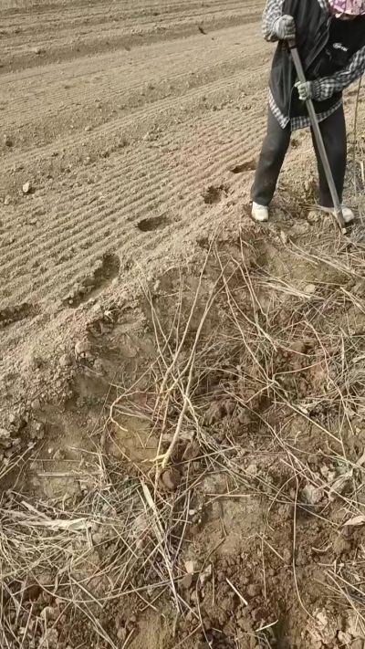 臭椿苗，一年籽播苗，地径0.5/1公分以上。需要联系18534302961