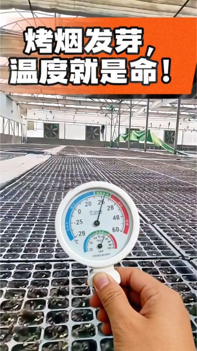 老烟农都懂：发芽温度不对，后期再管都白费！