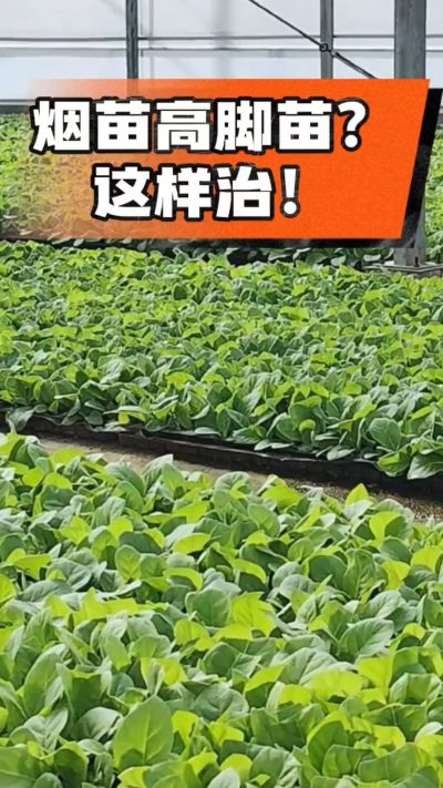 烤烟齐苗期管理关键：精准控温，防高脚苗，培育壮苗好上手！