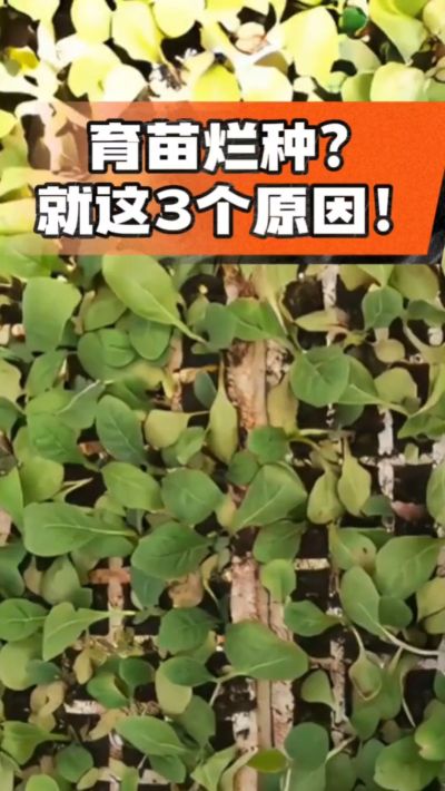 烤烟育苗烂种？3个原因讲清楚！消毒、控水、控温，做到就苗齐苗壮🔥
#烤烟育苗 #烤烟种植 #烂种防治 #烟农