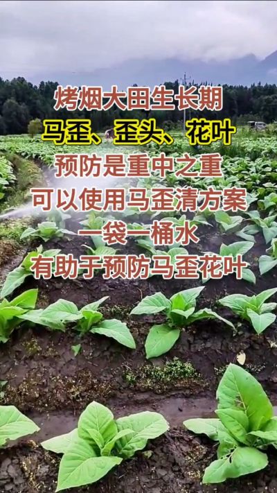 烤烟大田生长期，马歪歪头花叶预防是重中之重，可以使用马歪清方案，一袋一桶水，有助于预防马歪花叶。
烤烟管理早做一步，后期少操心！#烤烟种植#烤烟管理#烤烟大田管理#烤烟病害防治