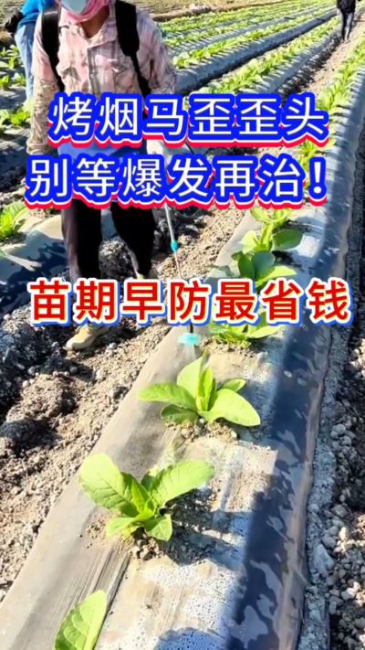 烤烟防马歪，苗期早防，省钱又省心。