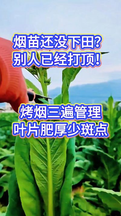 烤烟种植经验交流，有问题可私信了解。