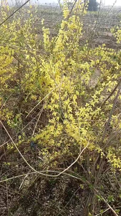 出售药用连翘苗，科研五号优质种苗，2/5年苗，药用连翘树，挂果树，全国包邮到家！财富密码18534302961